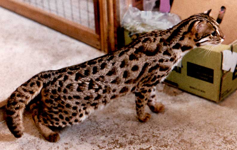 Baloo, an Asian Leopard Cat