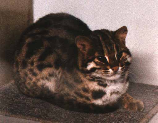 Basil, an Asian Leopard Cat