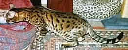 Our stud cat Llandar Norcastle Titan, stalking
