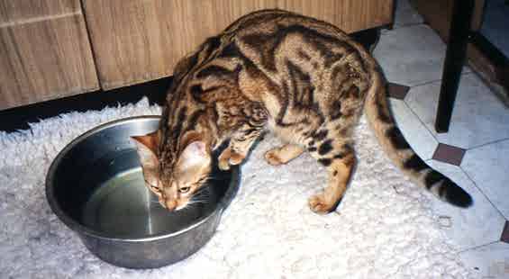 Cinderella at 7 months old, at the water dish