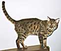 Our stud cat Llandar Norcastle Titan